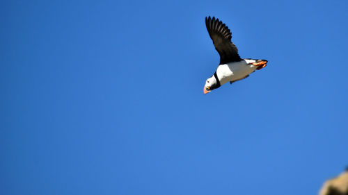 Low angle view of seagull flying