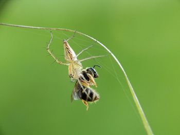 Close-up of spider