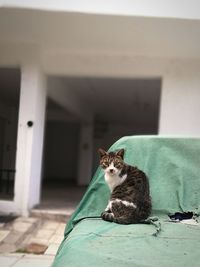 Cat sitting at home