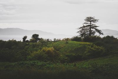 Trees on landscape against sky