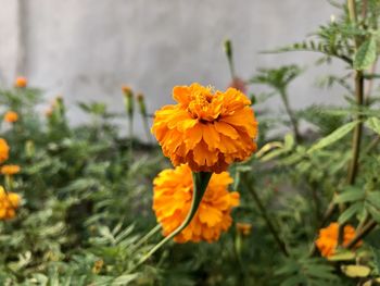 Close-up of yellow marigold flower