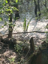 Plants and trees in forest