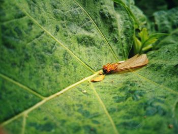 Close-up of insect on leaf