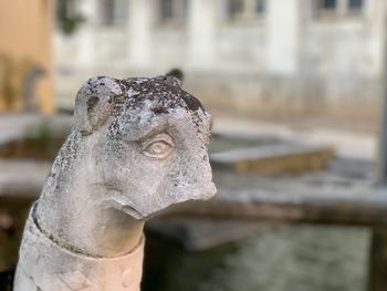 Close-up of statue against blurred background