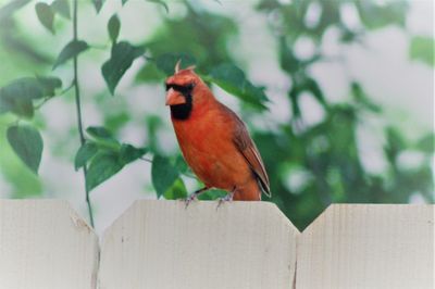 Close-up of bird perching on wood