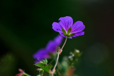 Close-up of purple flowering plant