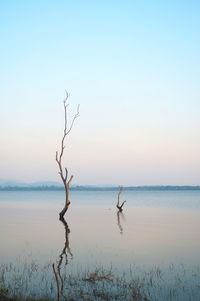 Bare tree by sea against clear sky