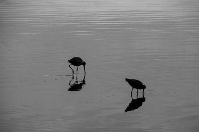 Two birds in a lake