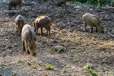 Sheep standing in a field