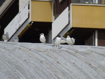 Birds perching on floor