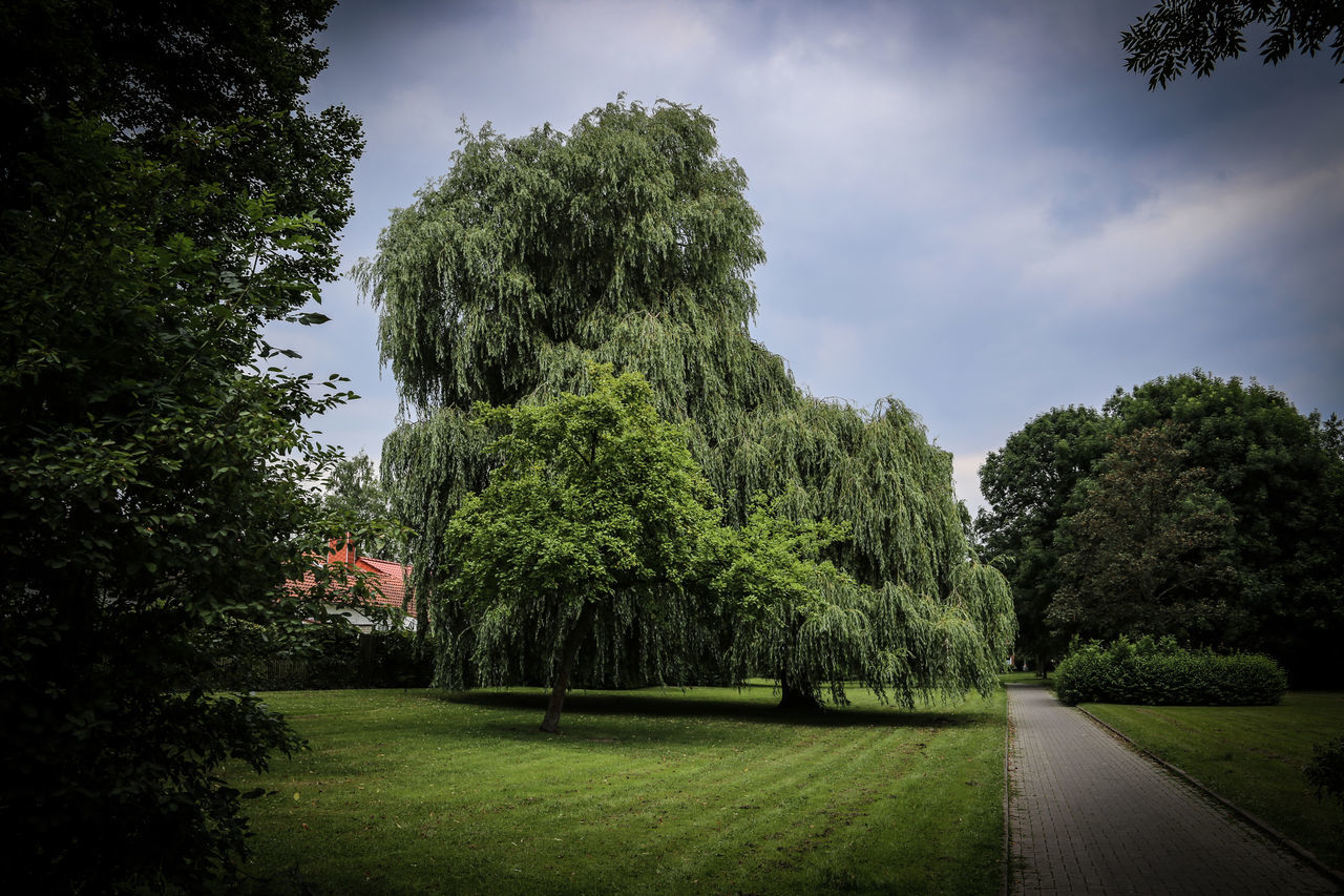 tree, growth, nature, grass, sky, tranquility, beauty in nature, outdoors, no people, scenics, day, scenery