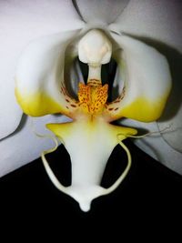 Close-up of white flowers