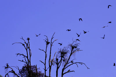Low angle view of silhouette birds flying against blue sky