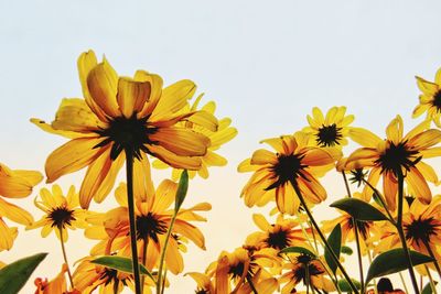 Low angle view of yellow flowering plant against sky