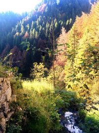 Scenic view of forest