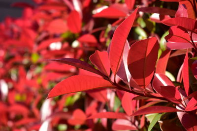 Close-up of red flowering plant during autumn