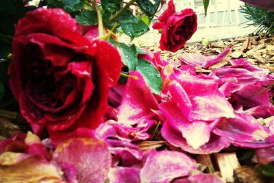 Close-up of pink rose blooming outdoors