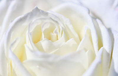 Close-up of rose