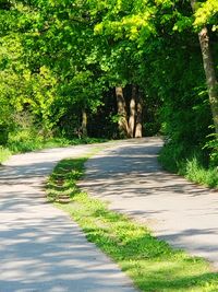 Road amidst trees