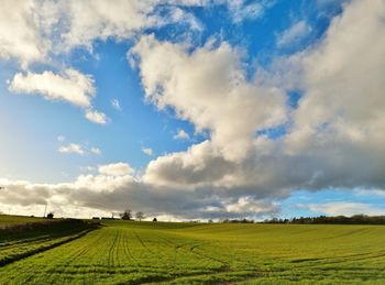 Scenic view of agricultural field against sky