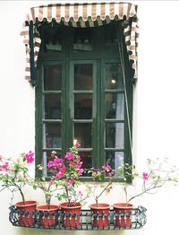 Flowers blooming against window