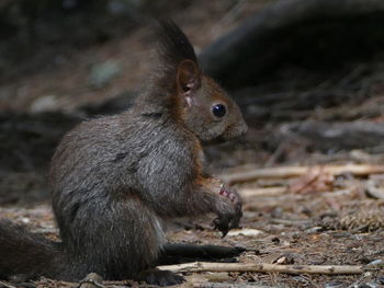 Close-up of squirrel on field