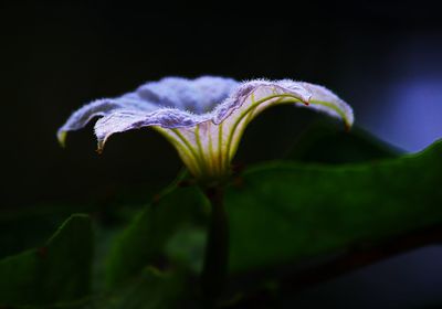 Close up of butterfly