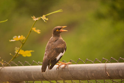 Close-up of bird perching on railing