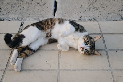 Cat lying on wall