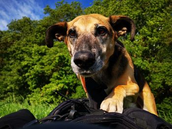 Portrait of dog sitting on land