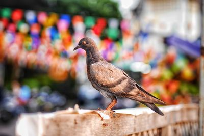 Close-up of bird perching on wall