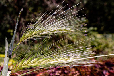 Close-up of wet spider web on plant