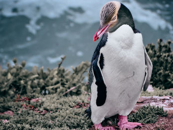 Close-up of penguin