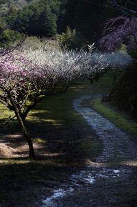 Plants growing in pond