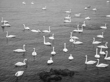 High angle view of seagulls in lake