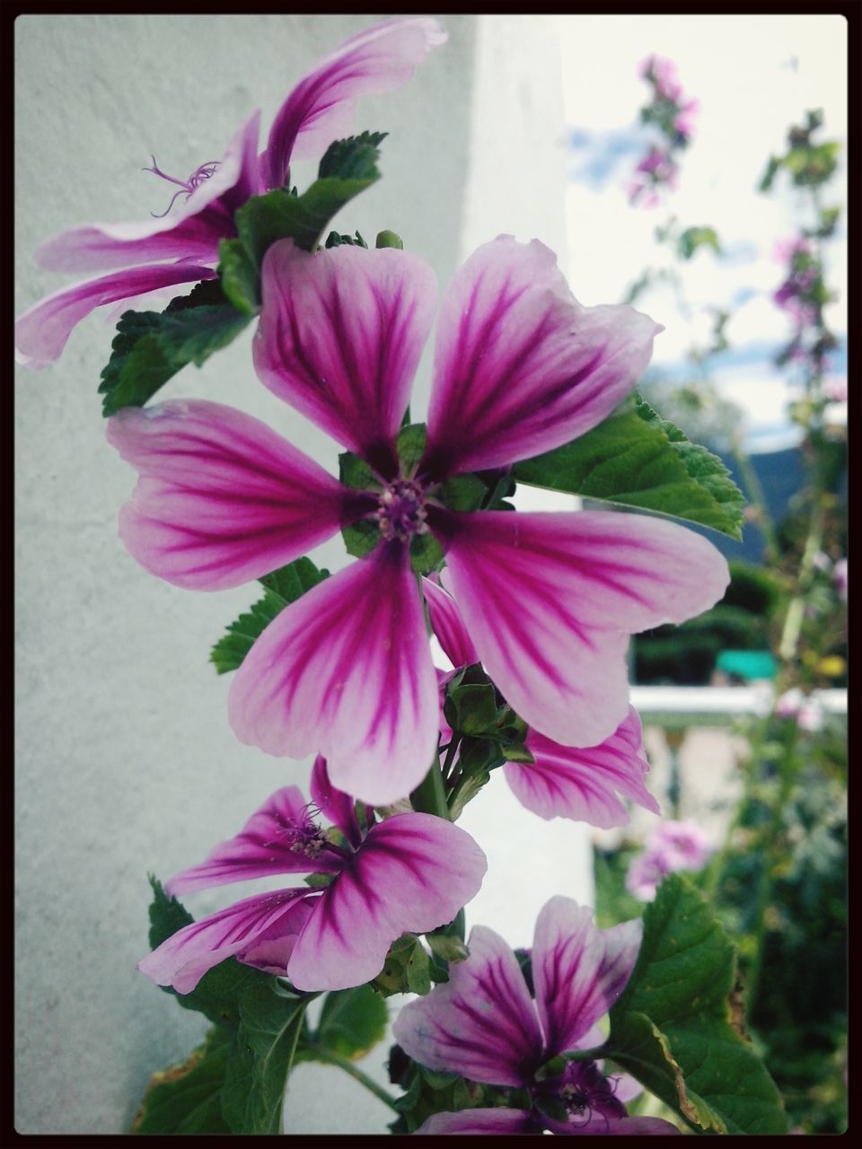 flower, freshness, petal, fragility, flower head, pink color, growth, beauty in nature, transfer print, close-up, blooming, nature, focus on foreground, auto post production filter, plant, in bloom, blossom, pollen, stamen, pink