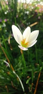 Close-up of white crocus