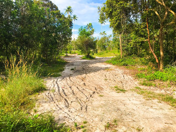 Dirt road amidst trees in forest