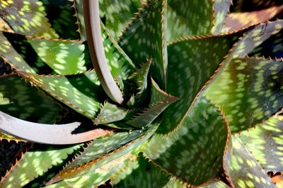 High angle view of succulent plant leaves