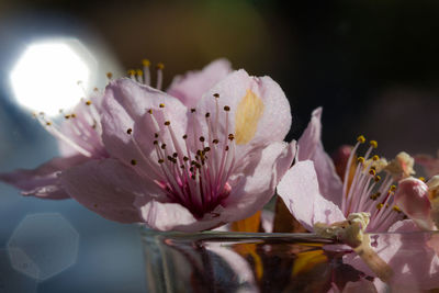 Close-up of pink flowering plant