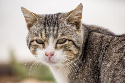 Close-up portrait of a cat