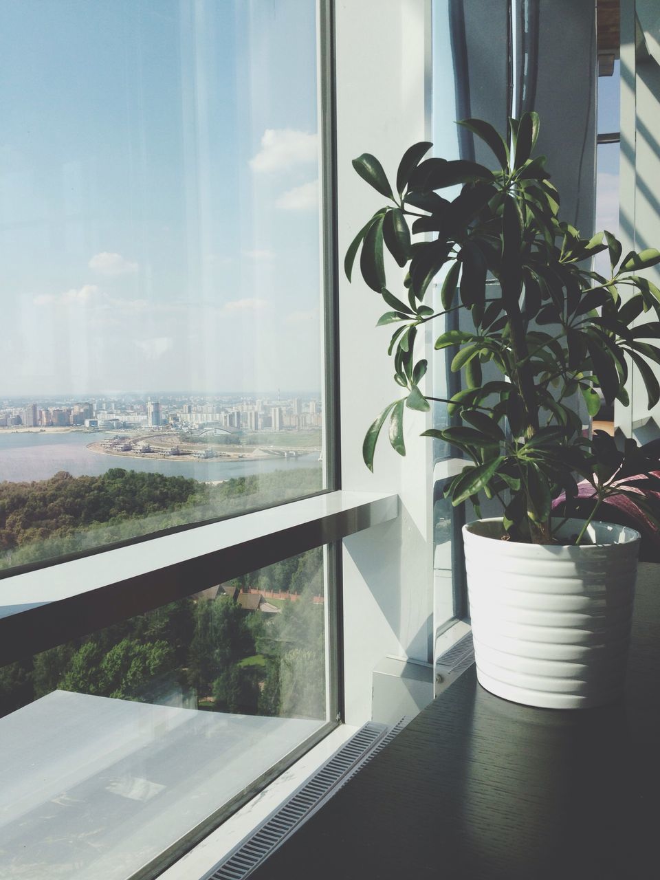 indoors, potted plant, window, plant, glass - material, growth, built structure, transparent, window sill, architecture, sunlight, day, table, sky, flower, nature, no people, leaf, home interior, tree