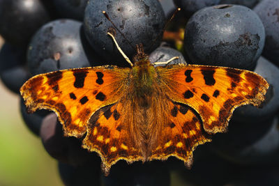 Close-up of butterfly on flower