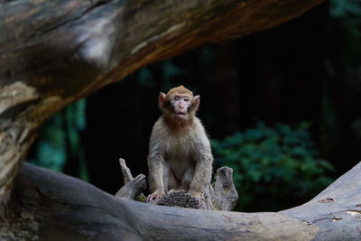 Close-up of monkey on tree