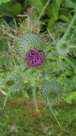 Close-up of thistle flowers