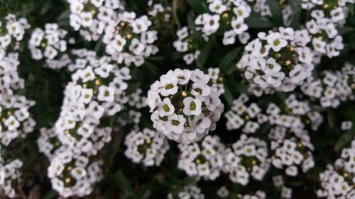 High angle view of white flowering plants in park