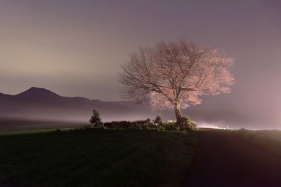 Trees on field against sky at sunset