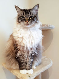 Cat sitting on stool