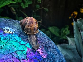 Close-up of snail on leaf
