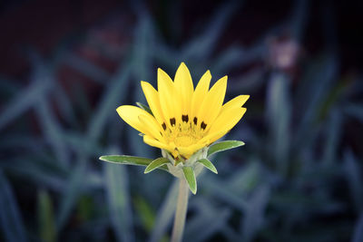 High angle view of yellow flower growing on field